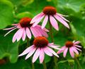 Narrow-leaved purple coneflower